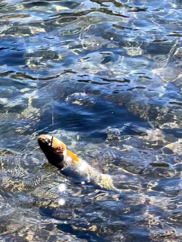 Fish being caught in a lake
