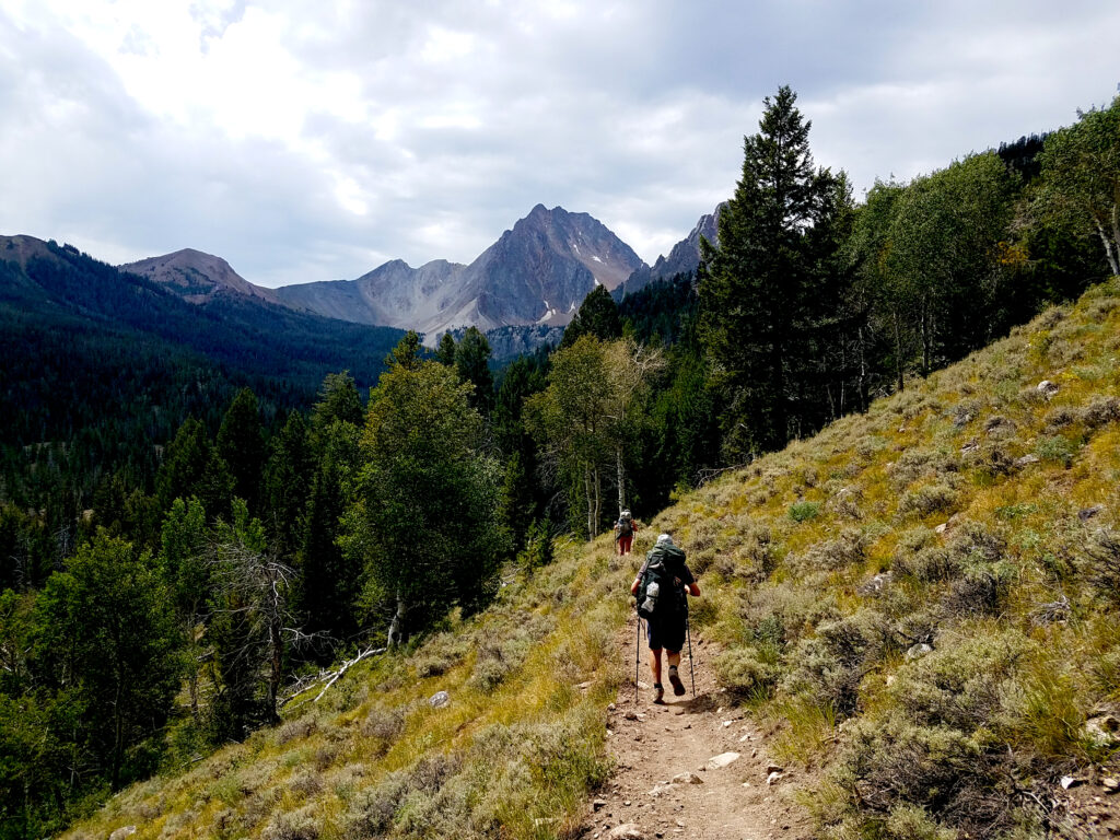 Hiker on an incline to a forest with mountain in background.